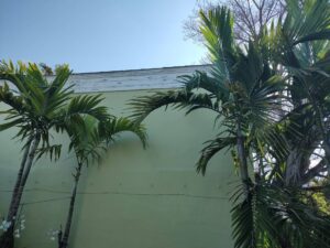 Pirate Painting Of Key West Gal (17)